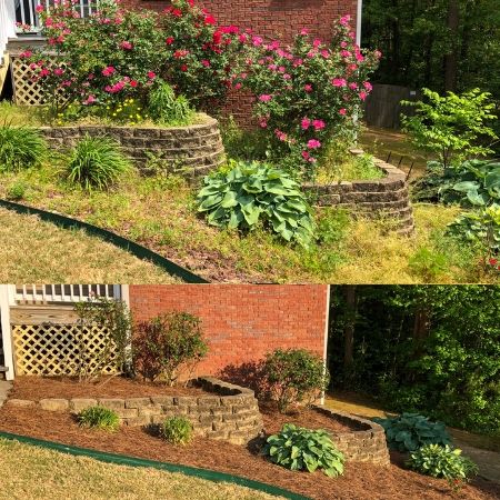 Before and after a landscape renovation including shrub pruning and pine straw installation.
