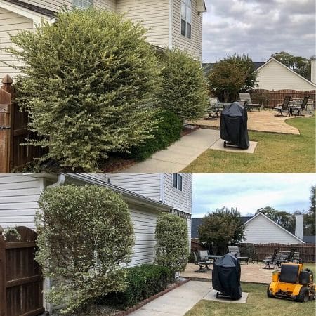 Before and after a shrub pruning with commercial lawn mower in lawn.