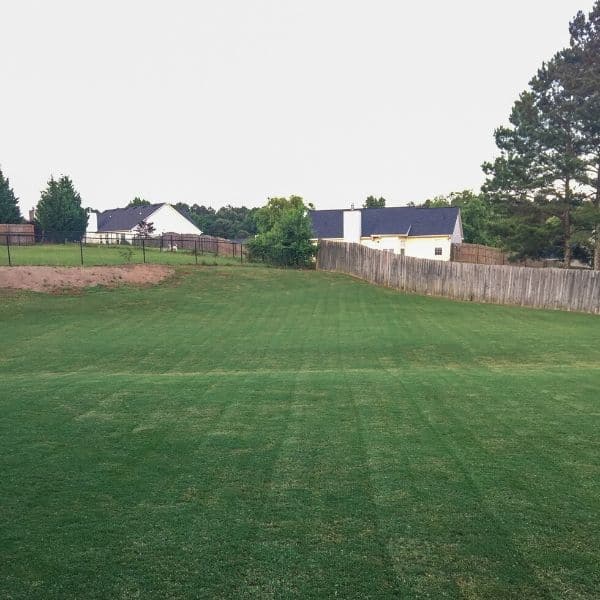 Bermuda Grass Specialist Properly maintained Bermuda Grass lawn.