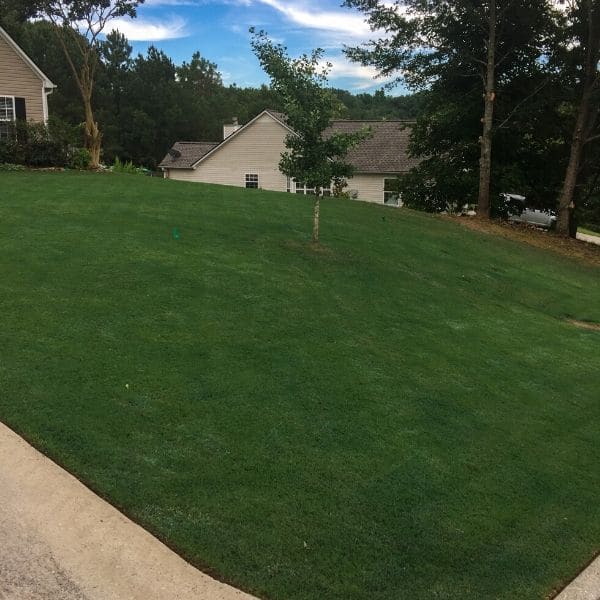 Bermuda Grass Emerald green lawn comprised of Bermuda Grass.