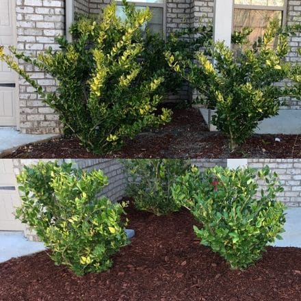 Bush Trimming Near Me Before and after of front bushes being pruned in a mulch bed.