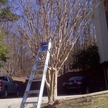 Crepe Myrtle Maintenance Service A ladder leaning on a Crape Myrtle next to a driveway.