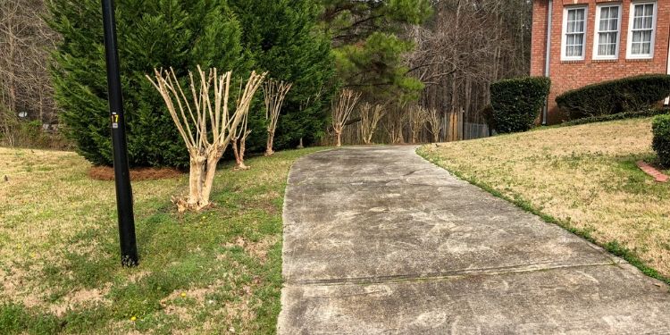A row of trimmed Crape Myrtle down the left side of the driveway in the front yard.