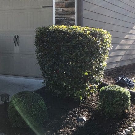 Three perfectly trimmed shrubs in a dark mulch bed lined in rocks next to a garage door.