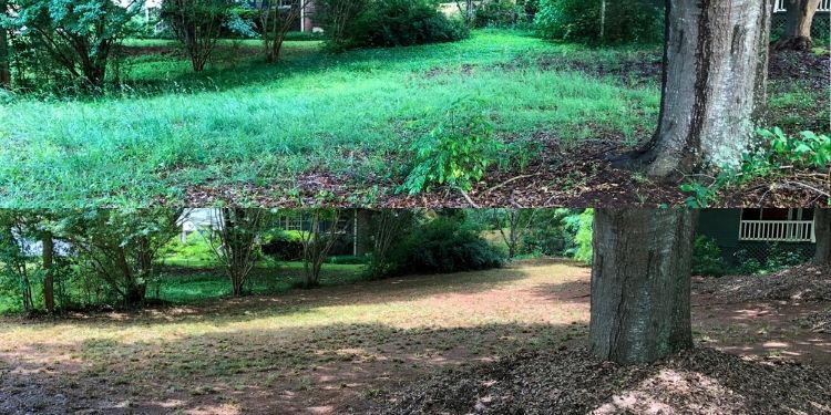 Before and after photo of an overgrown area in a lawn that has been cleaned up.