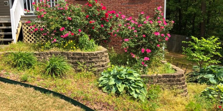 Landscape bed with overgrown plants and lots of weeds.