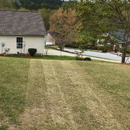 Perfectly cut strips of grass in the backyard during a weekly service.