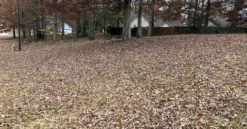 Leaf Removal Service Leaves covering front yard.