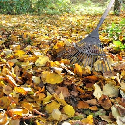 Leaf Service Gwinnett County Metal rake cleaning up a pile of yellow leaves.