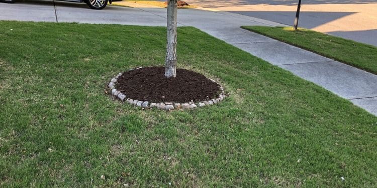 Single tree in front yard surrounded by a rock lined dark mulch bed.