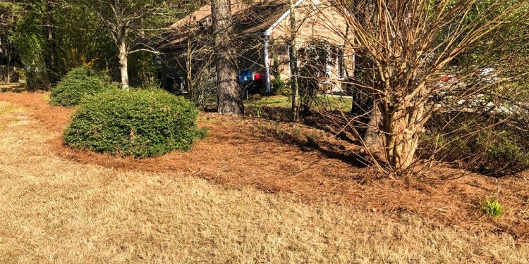 Backyard pine needle woods border with trees and shrubs.