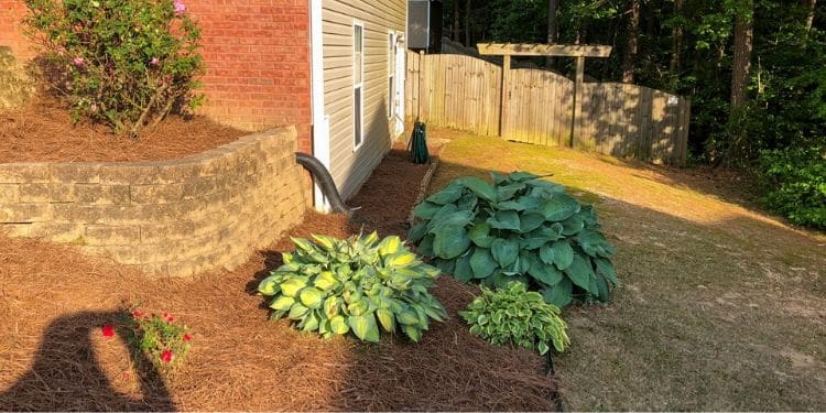 shrubs and pine needles in a backyard landscaping bed with a retaining wall and wooden fence.