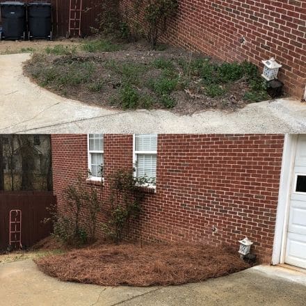 Pine Needles before and after Side of the house pine needles bed before and after.