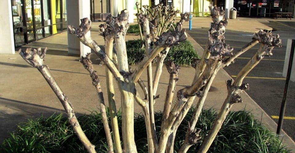 Proper Crape Myrtle Care A pruned Crape Myrtle in the front landscaping of a strip mall.