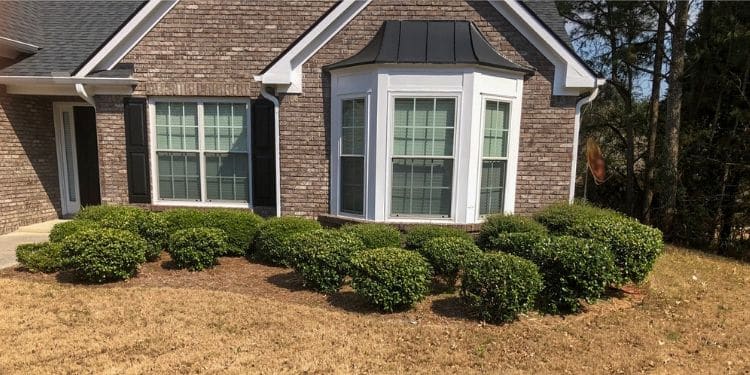 Freshly trimmed shrubs in a front landscape bed around a bay window.