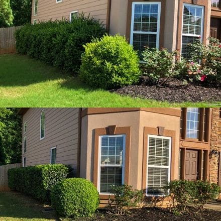 Photos of shrubs before and after a pruning service. 